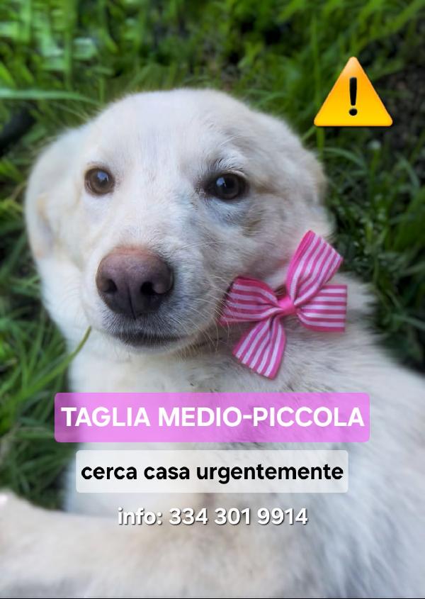 Zoomy Taglia Medio-Piccola (13-15 Kg Circa)